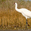 Whooping Crane